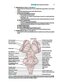 BRS Neuroanatomy (Board Review Series) Sixth Edition 2020